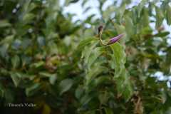 Cryptostegia grandiflora